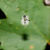 Banded Tussock Moth