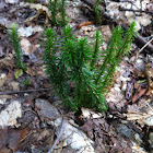 Club moss