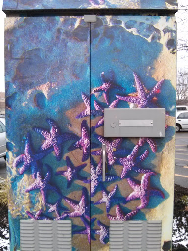 Starfish Art Box