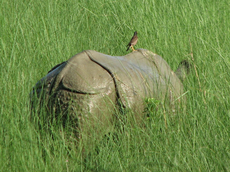 Indian Rhinoceros/Greater One-horned Rhinoceros