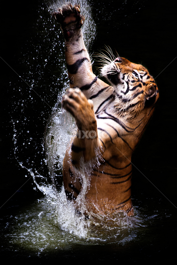 jump tiger by Ivan Lee - Animals Lions, Tigers & Big Cats