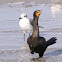 Double crested Cormorant