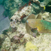 Rainbow Parrotfish