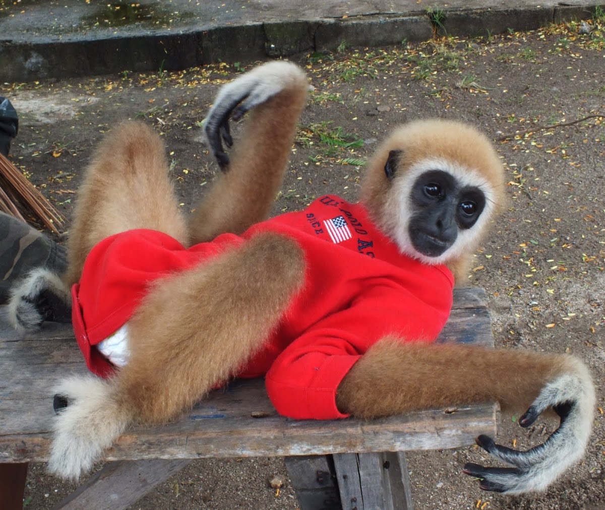 Lar Gibbon 