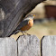 American Robin