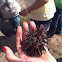 Atlantic Purple Sea Urchin