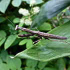 Small Mantis