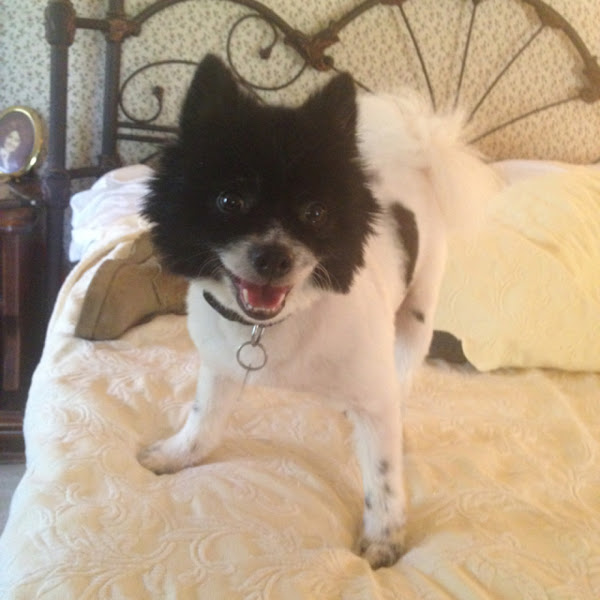 pomeranian-project-noah