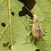 Albino three-toed weevil