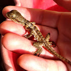 Baby Australian Water Dragon