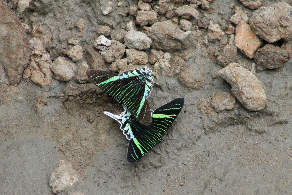 Day-Flying Swallowtail Moth