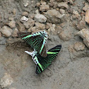 Day-Flying Swallowtail Moth