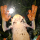 Underside of tree frog