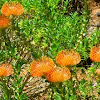 Leucospermum Cordifolium Rourke