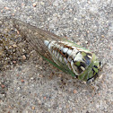 Cicada