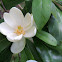 Sweetbay magnolia