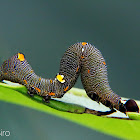 Gonodonta caterpillar