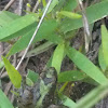 Blanchard's cricket frog (green phase)