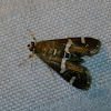 Beet Webworm Moth