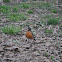 American Robin