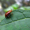 Tansy Ragwort Flea Beetle
