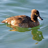 Tufted Duck (female) - Fuligule morillon