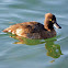 Tufted Duck (female) - Fuligule morillon