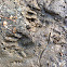 Raccoon Track in mud