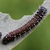 Larva of wood white butterfly