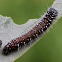 Larva of wood white butterfly