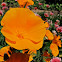Golden (California) Poppy