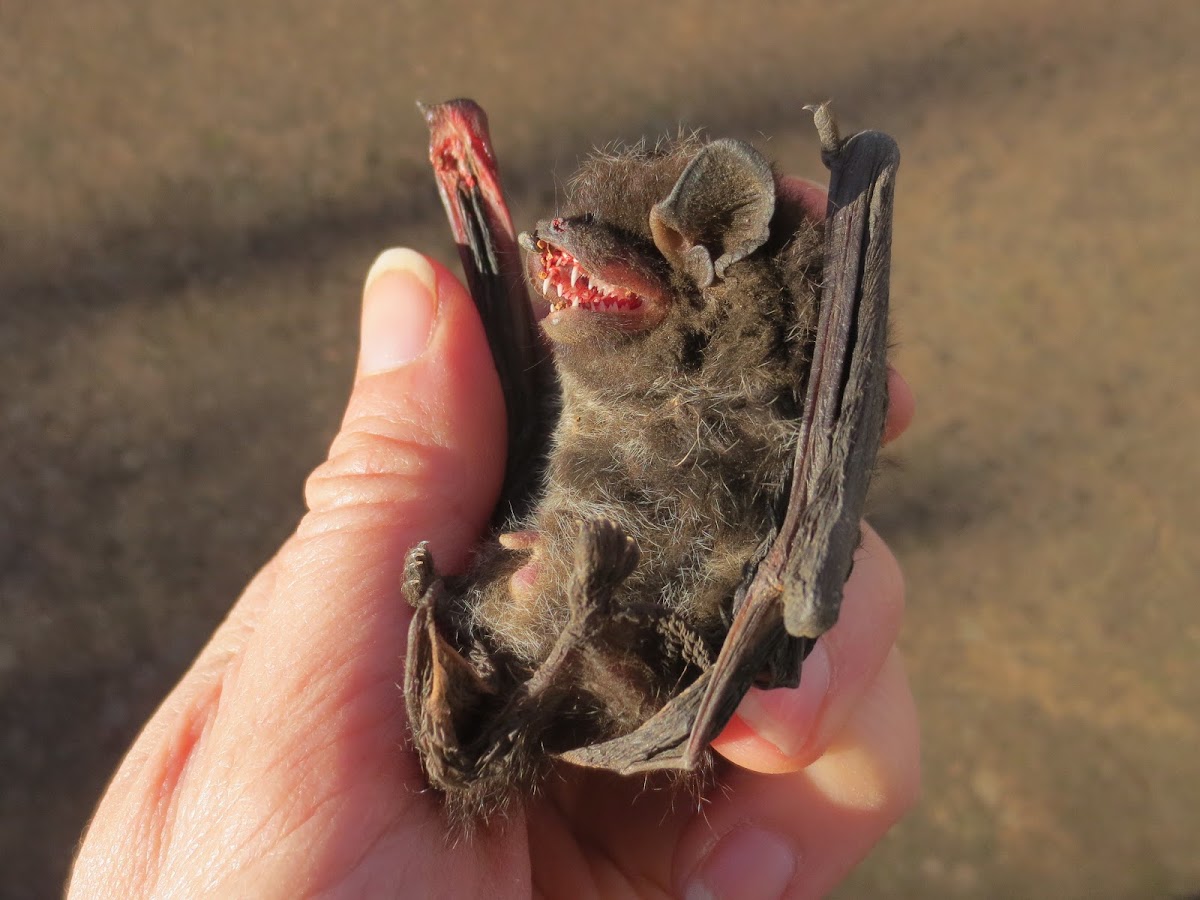 silver-haired bat, male
