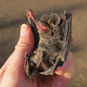 silver-haired bat, male