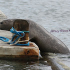 Atlantic Harbor Seal