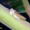 Leafhopper infected by cordyceps fungus