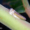 Leafhopper infected by cordyceps fungus