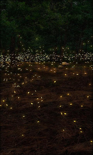 Fireflies Live Wallpaper