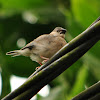 Javan sparrow