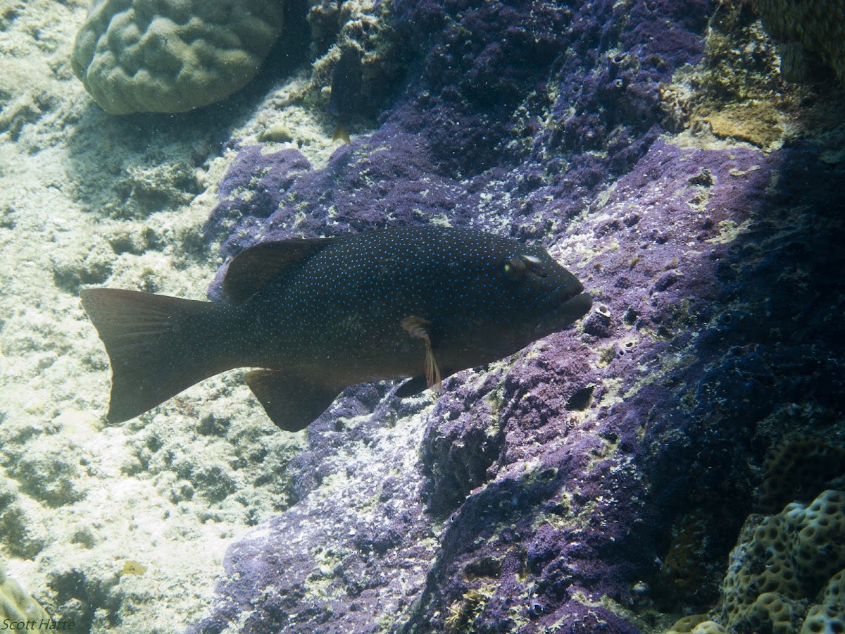 Coral Trout