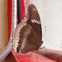 Great Eggfly