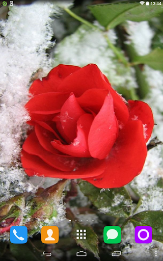 Red Rose In The Snow