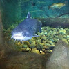 Channel catfish 