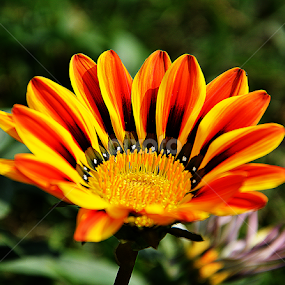 Flower by Saptarshi Datta - Flowers Single Flower