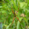 garden spider, cross spider