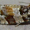 Kimball's Leafroller Moth