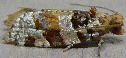 Kimball's Leafroller Moth