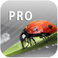 ColorUp Pro - Photo Editor Apk