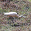 Intermediate Egret