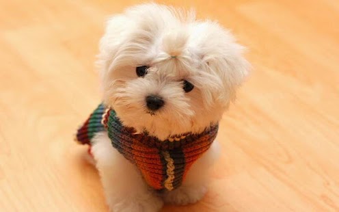Download Pet Dog Wallpaper APK