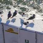 Laughing gull